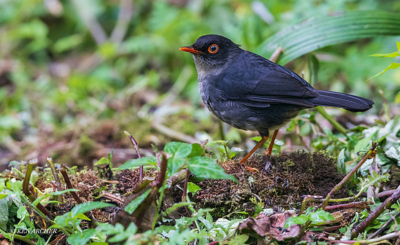 ECBD00367 - Slatey-backed Nightingale Thrush