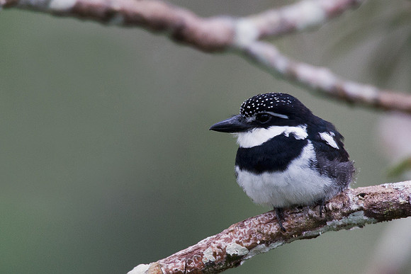 ECBD01028 Pied Puffbird