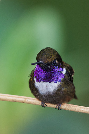 ECHB00400 Purple-throated Woodstar