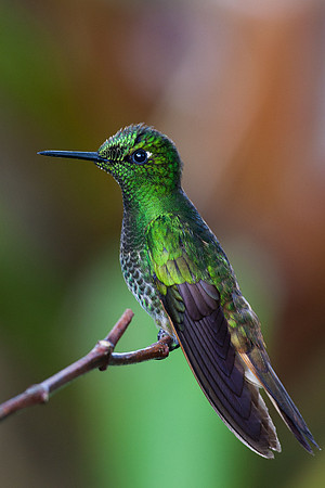 ECHB01212 Buff-tailed Coronet