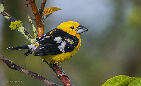 ECGK00034 - Golden Grosbeak