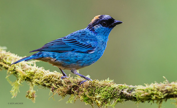 ECTR00658 - Golden-napped Tanager