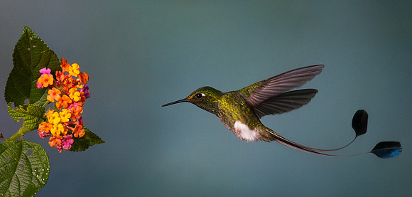 Booted Racket-tail