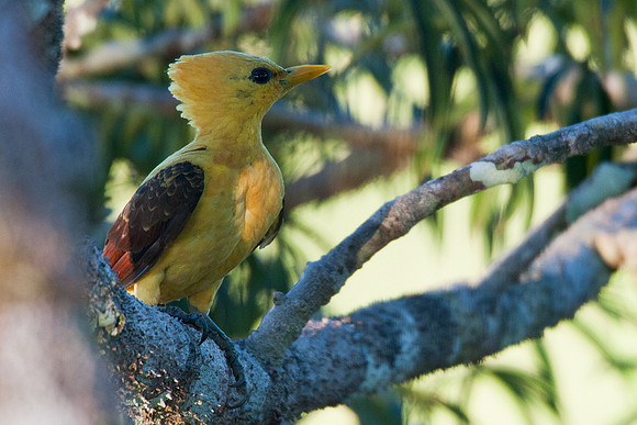 ECBD02102 Cream-colored Woodpecker