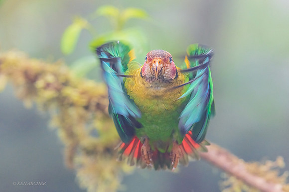 ECPT00184 - Rose-faced Parrot