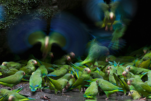 ECBD01320 Cobalt-winged Parakeet