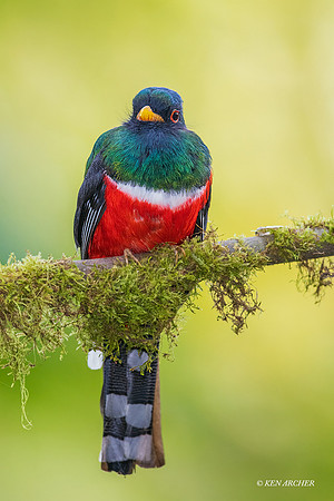 ECTN00243 - Masked Trogon