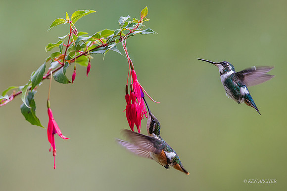 ECHB01639  - White-bellied Woodstar Hummingbird
