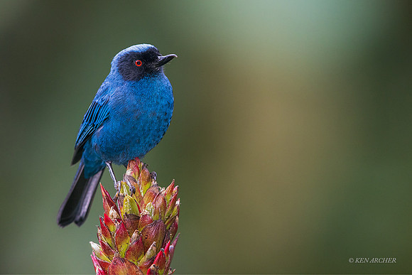 ECFP00043 - Masked Flowerpiercer