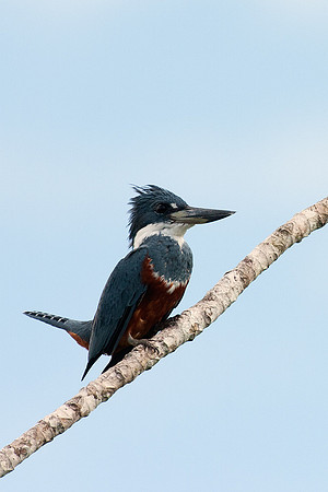 ECBD01221 Ringed Kingfisher