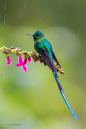 ECHB01552 - Violet-tailed Sylph Hummingbird