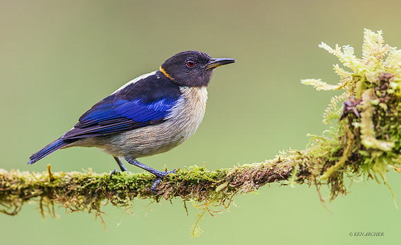 ECTR00747 - Golden-collard Honeycreeper