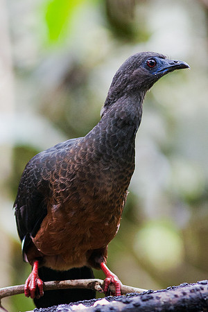 ECBD00530 Sickle-winged Guan