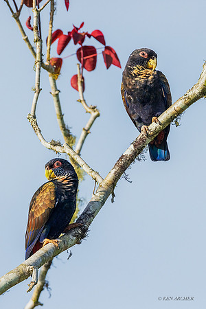 ECPT00258 - Bronze-winged Parrot