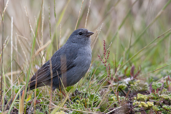 ECBD02056 Plumbeous Sierra Finch