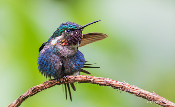 ECHB03064 - Gorgeted Woodstar Hummingbird