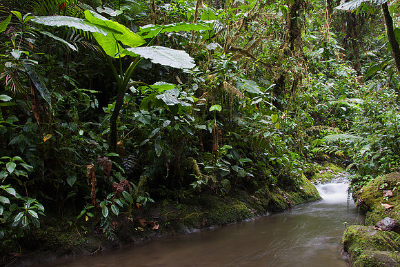 ECSF00039 Cloud Forest Floor