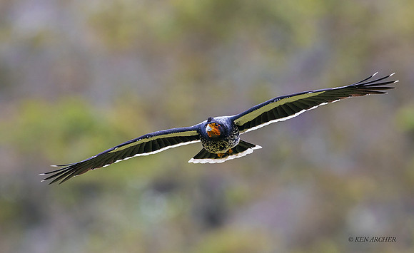 ECBP00482 - Carunculated Caracara
