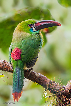 ECCT00030 _ Crimpson-rumped Toucanet