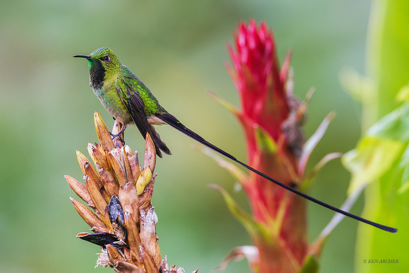 ECHB04822 - Black-tailed Trainbearer
