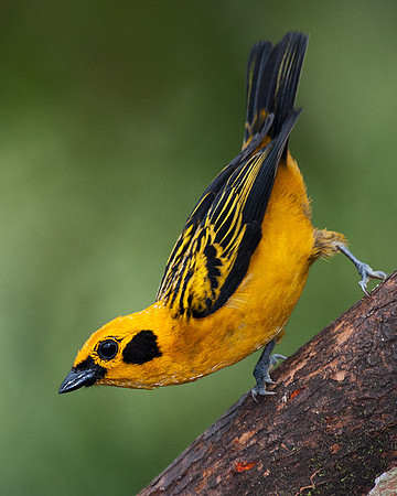 ECBD00337 Golden Tanager
