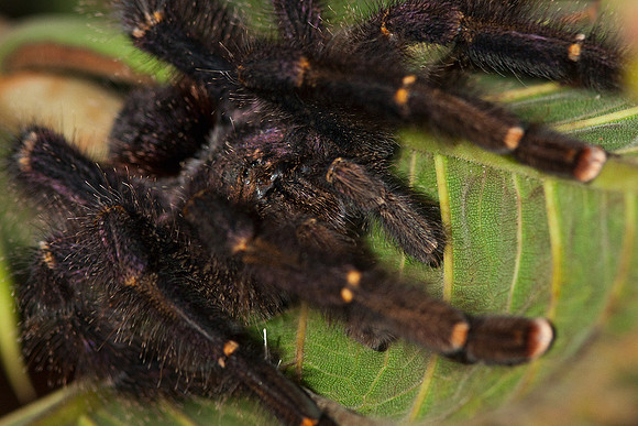 ECIN00022 Tarantula