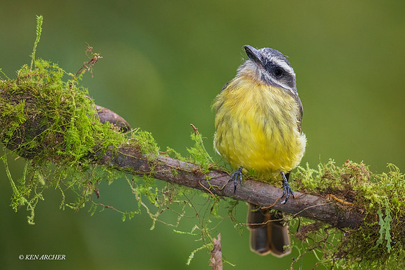 ECBD00397 - Golden-crowned Flycatcher