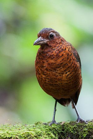 Giant Anpitta