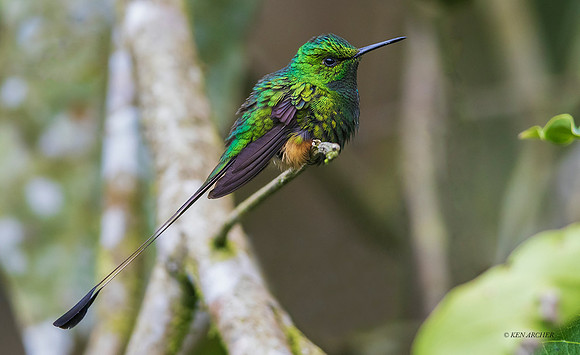 ECHB03027 - Booted Racket-tail Hummingbird