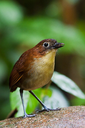 ECBD00469 Yellow-breasted Antpitta