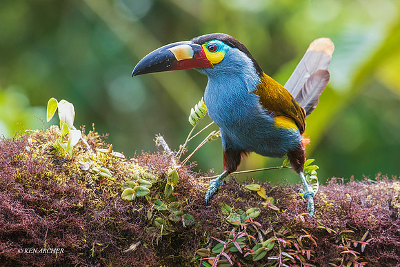 ECTN00266 - Plate-billed Mountain-Toucan