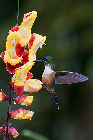 ECHB00664 Violet-tailed Sylph (female)
