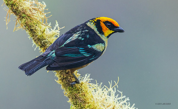 ECTR00993 - Flame-faced Tanager