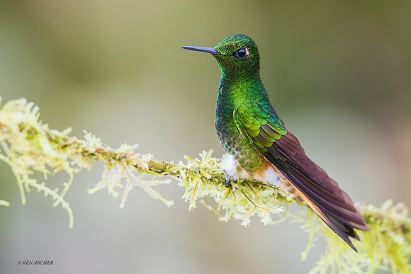 ECHB02675 - Buff-tailed Coronet Hummingbird