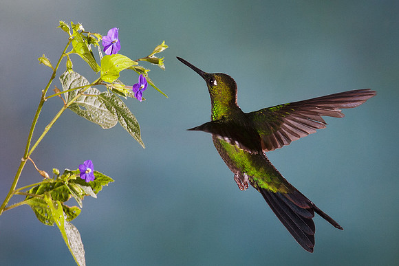 ECHB00618 Green-crowned Brilliant