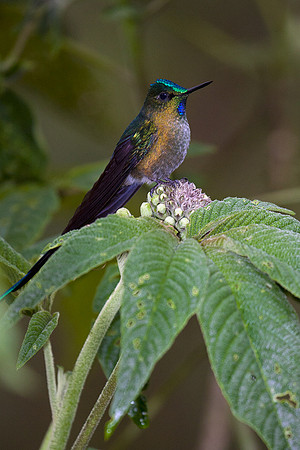 ECHB00855 Violet-tailed Sylth