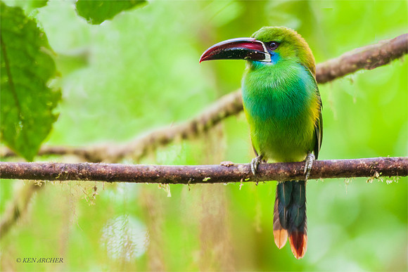 ECCT00069 _ Crimson-rumped Toucanet copy