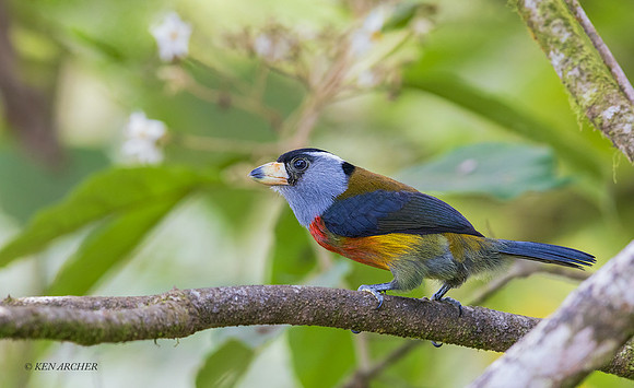 ECBT00059 - Toucan Barbet