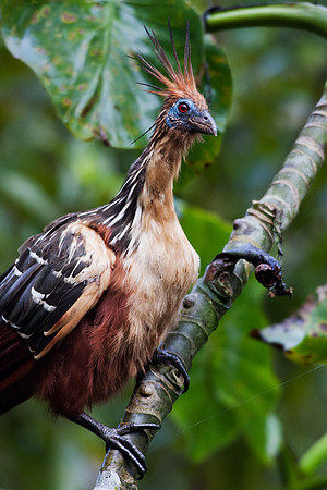 ECBD00921 Hoatzin