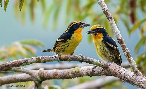 ECBT00093 - Gilded Barbet