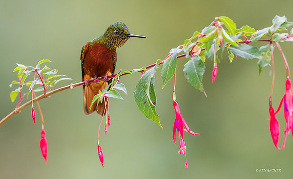 ECHB01668 - Chestnut-breasted Coronet Hummingbird