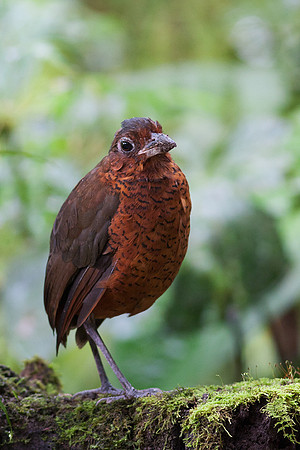 ECBD00459 Giant Antpitta