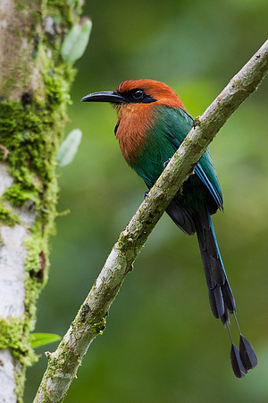 Broad-billed Motmot