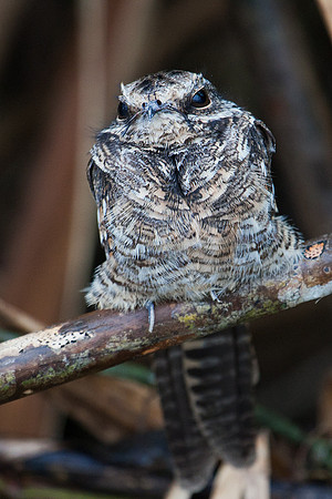 ECBD01509 Ladder-tailed Nightjar