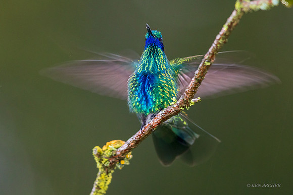ECHB01411  - Sparkling Violetear Hummingbird