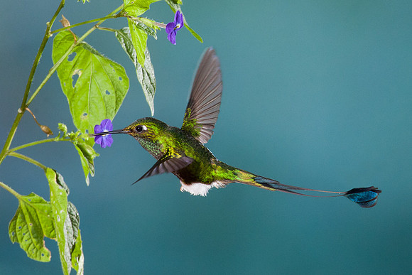 ECHB00688 Booted Racket-tail