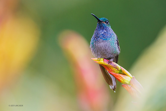 ECHB03185 - Green-backed Hillstar