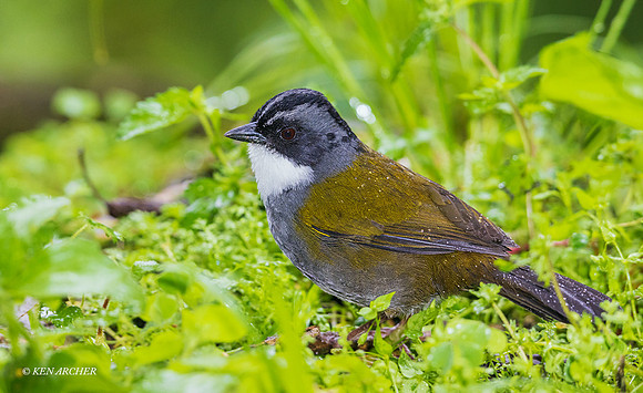 ECBD00327 - Gray-browed Brushfinch