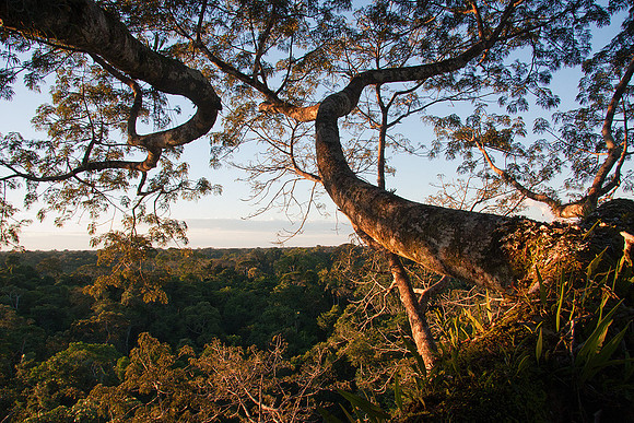 ECSF00213 Napo Rainforest Canopy