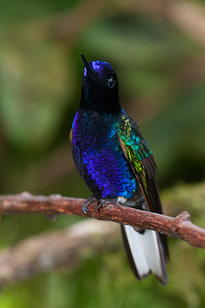 ECHB00081 Velvet-purple Coronet
